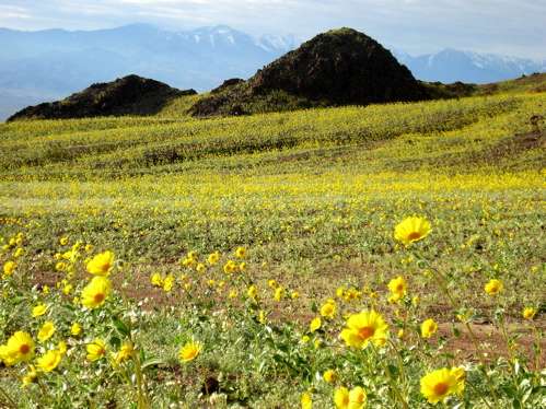Wildflowers in bloom in Jubilee Pass, Death Valley National Park