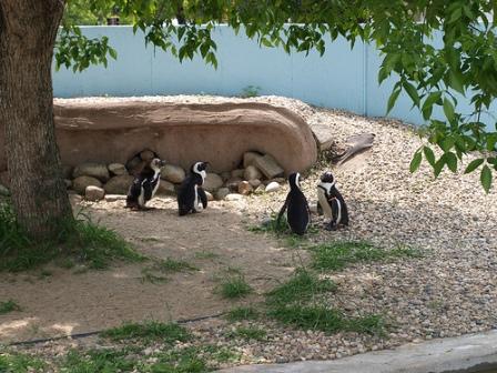 Penguins at Roosevelt Park Zoo, Minot