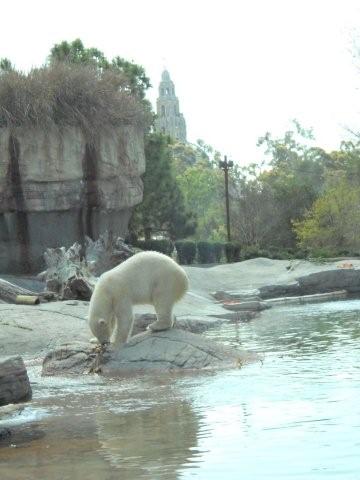 San Diego Zoo's Polar Bear