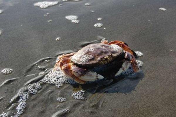 crab on beach Crab on beach