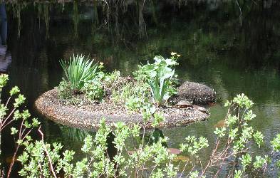 Pond