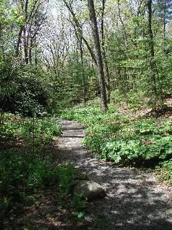 Trail