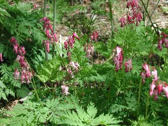 Wildflowers