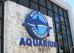 A Different Kind of Aquarium – Mote Marine in Sarasota, Florida