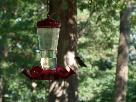 Pikes Peak State Park Hummingbirds