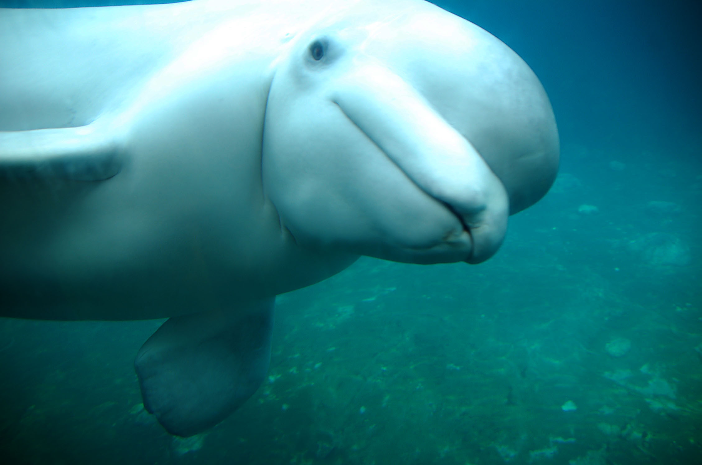 Beluga Whale Pictures 112