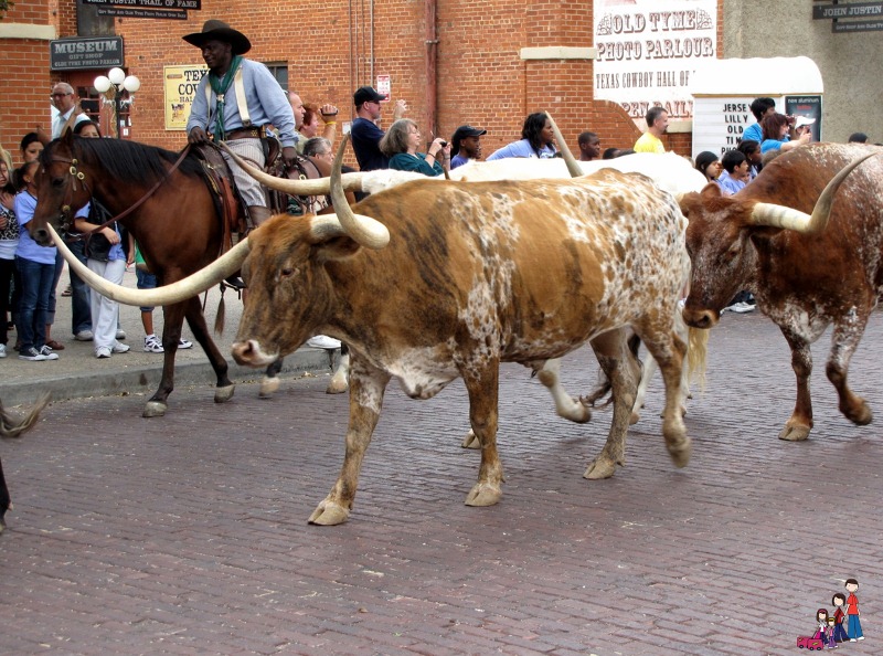 Fort Worth Historic Stockyards Cattle Drive Fort Worth Historic Stockyards Cattle Drive