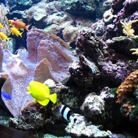 Oklahoma Aquarium, Tulsa