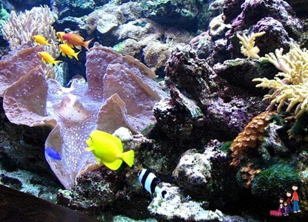 Oklahoma Aquarium, Tulsa