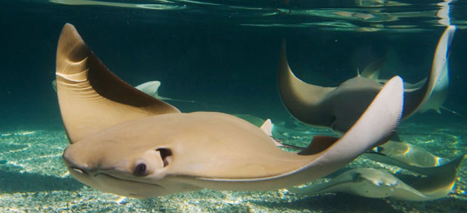 World Aquarium , St Louis World Aquarium , St Louis
