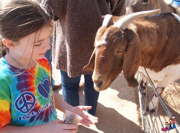 Feeding a goat at Superstition Farms