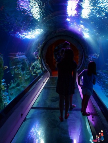 Ocean Tunnel at SeaLife Aquarium