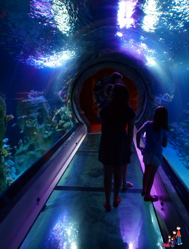 Ocean Tunnel at SeaLife Aquarium Ocean Tunnel at SeaLife Aquarium