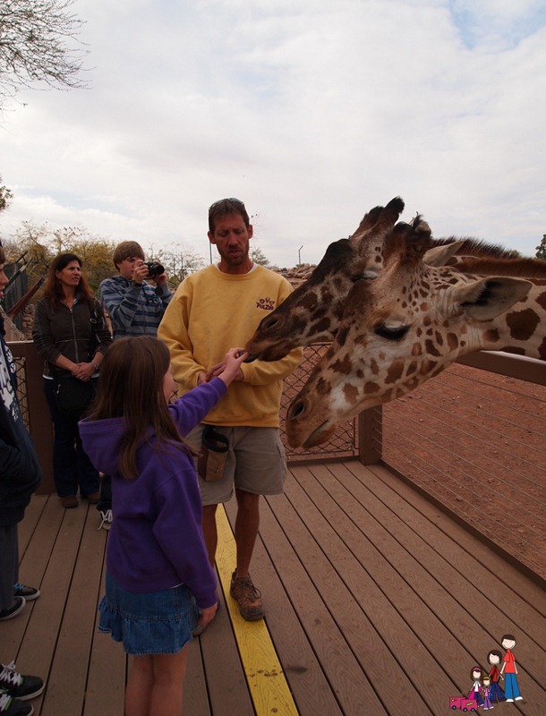 Feeding Giraffe at the Phoenix Zoo Feeding Giraffe at the Phoenix Zoo