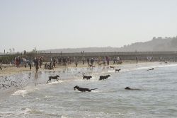 Dog Beach in San Diego Dog Beach in San Diego