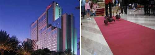 Peabody Orlando & Peabody Ducks Peabody Orlando & Peabody Ducks
