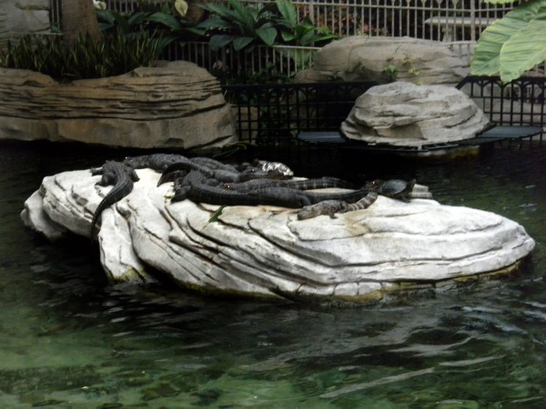 alligators at the Gaylord Palms Resort