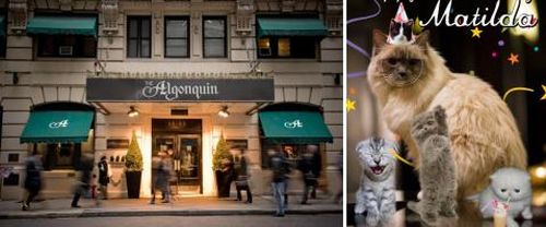 The Algonquin Hotel in New York and Matilda, Cat in Residence