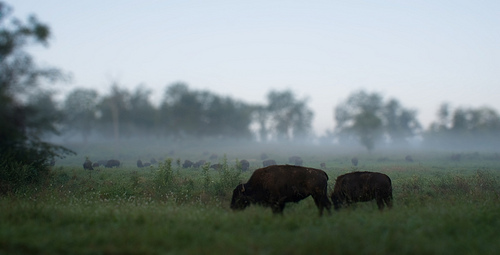 bison at kentuckylake