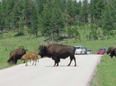 sd-custer-bison
