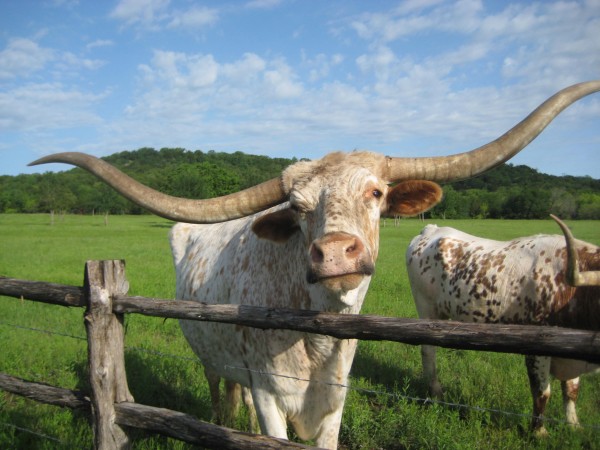 Big Boy Wildcatter Ranch Big Boy - One of the Longhorn Cattle you can feed at Wildcatter Ranch outisde of Graham, Texas