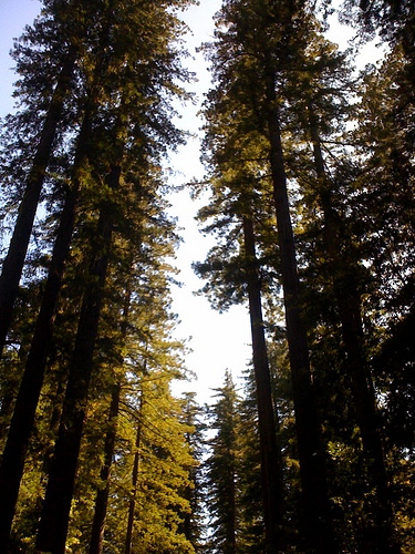 Big Basin Redwoods