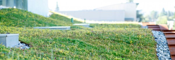 H2Hotel Living roof, healdsburg, california, travel, Nancy D. Brown, lodging