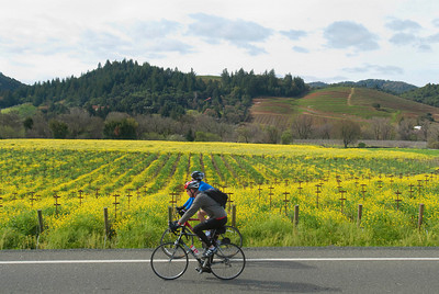 biking, Dry Creek Valley, Healdsburg, California, Nancy D. Brown, travel