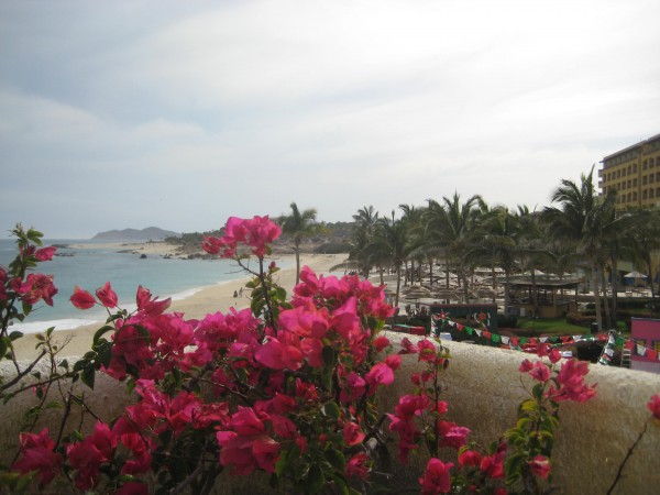 Bogenvelia, Secrets Marquis Lis Cabos, Mexico, view, Nancy D. Brown