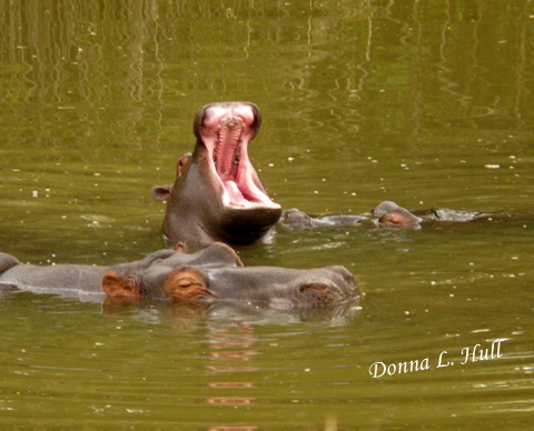 madikwe-game-reserve-hippopatamus
