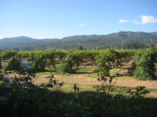 "Whitehall Lane Vineyards"