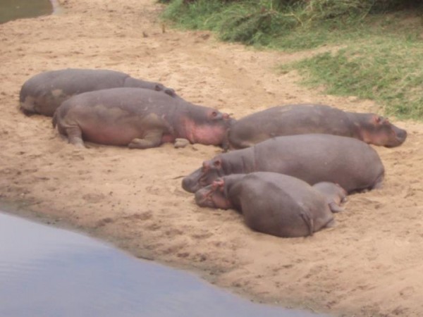Count Hippos at Mweya Safari Lodge in Africa Hippo lounging Mweya Safari Lodge 600x450 Count Hippos at Mweya Safari Lodge in Africa