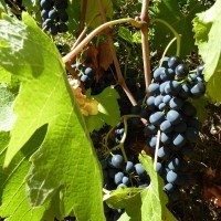 From Grape to Glass at D.O.