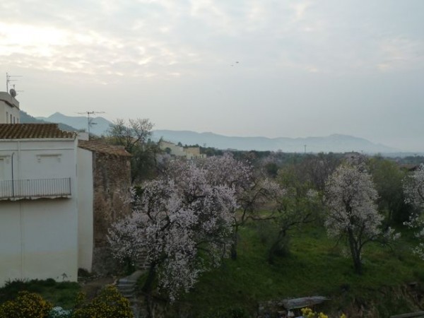 Almond Trees in Bloom in Spain