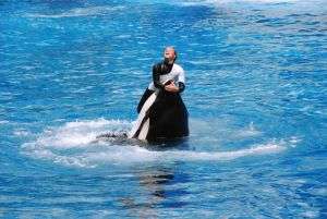 Believe, Seaworld Orlando Believe, Seaworld Orlando