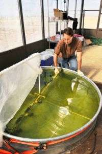 Algae growth tank Algae growth tank