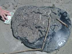 BP oilspill Louisiana BP oilspill Louisiana