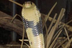 Egyptian cobra, Bronx Zoo, New York