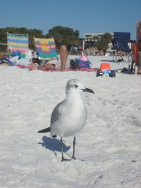 Siesta Beach, Sarasota, Florida