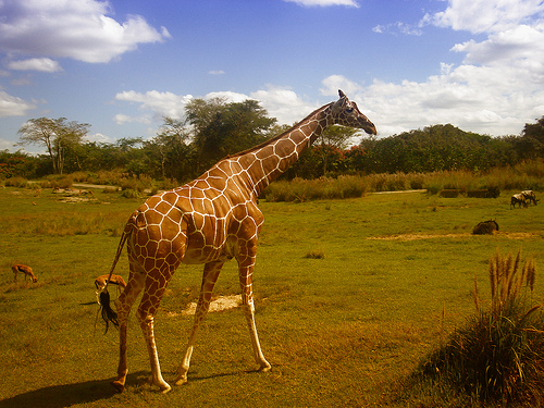 disney safari attraction